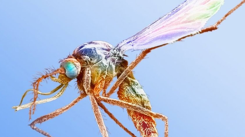 Speed Bump comic: 'We did a biopsy on the mole, and it turns out it was just an old piece of chocolate.'